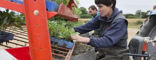 Plantation des choux verts. Pendant que le tracteur avance seul (radio-guidage GPS), Mme LE BRIS et un employé saisonnier alimentent en jeunes pousses le système mécanisé de plantation.