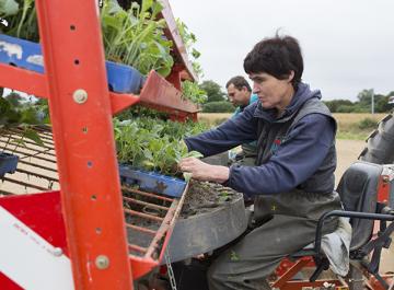 Plantation des choux verts. Pendant que le tracteur avance seul (radio-guidage GPS), Mme LE BRIS et un employé saisonnier alimentent en jeunes pousses le système mécanisé de plantation.