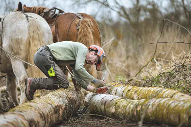 Ouvrier forestier attachant des troncs coupés