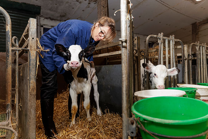 Kristell Autret, vétérinaire à la clinique vétérinaire des Ajoncs à Pleyben dans le Finistère, en intervention chez un agriculteur.
