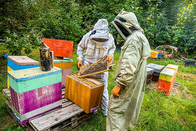 Des apiculteurs installés à Gévezé en Ille-et-Vilaine.