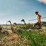 Une personne en Wwoofing dans une ferme