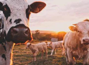 Vaches dans un champ