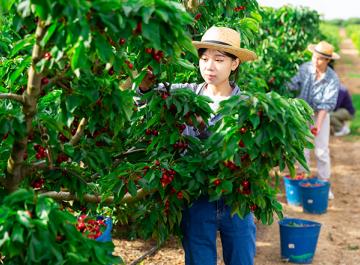 Une personne cueille des fruits