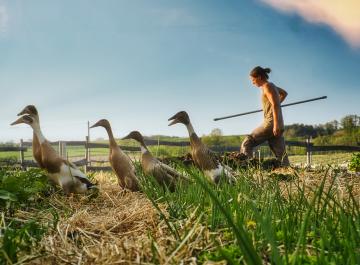 Une personne en Wwoofing dans une ferme