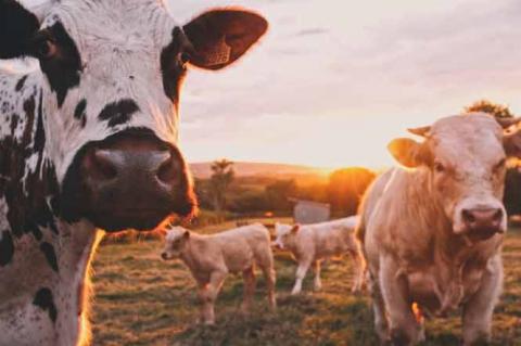 Vaches dans un champ