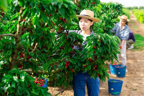 Une personne cueille des fruits