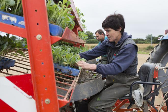 Plantation des choux verts dans une exploitation agricole bio à Pleumeur-Gautier, Côtes d'Armor Plantation des choux verts. Pendant que le tracteur avance seul (radio-guidage GPS), Mme LE BRIS et un employé saisonnier alimentent en jeunes pousses le système mécanisé de plantation.