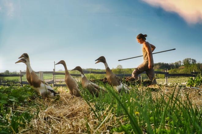 Une personne en Wwoofing dans une ferme